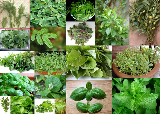 Green Leafy Vegetables - Keep Your Brain Healthy & Sharp