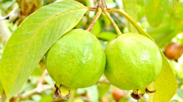 Guava leaves for teeth whitening