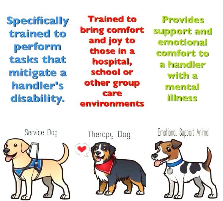psychiatric-service-dog-psd-official-service-dog-emotional